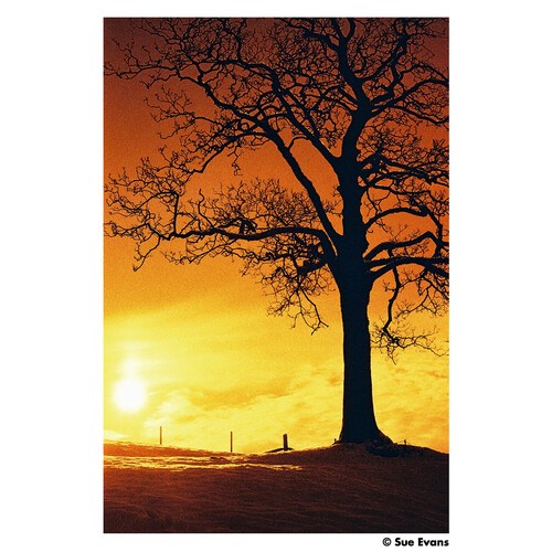 Harman-RED-125-36exp-35mm-Colour-Negative-Film-03