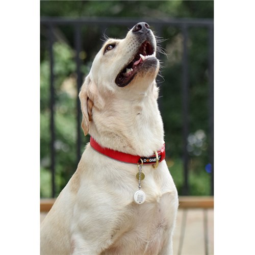 dogness_smart_light03